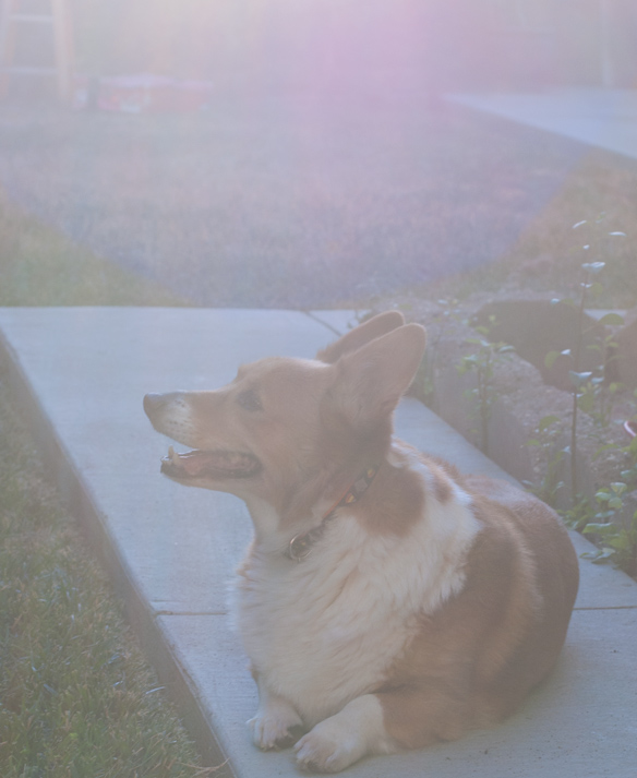 Welsh Corgi in the sun